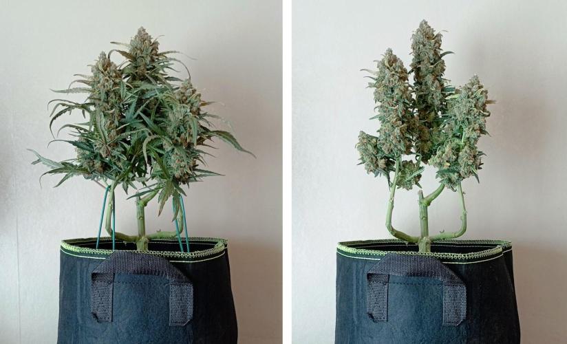 FB White Widow. Week 10 - chopping survivor girl