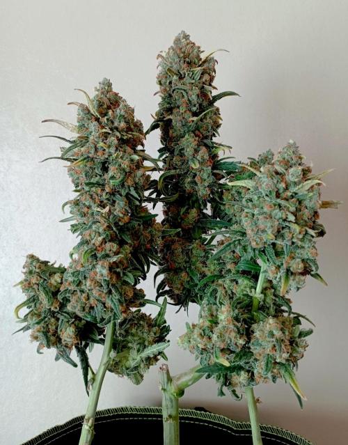 FB White Widow. Week 10 - chopping survivor girl