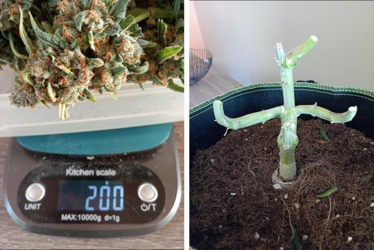 FB White Widow. Week 10 - chopping survivor girl