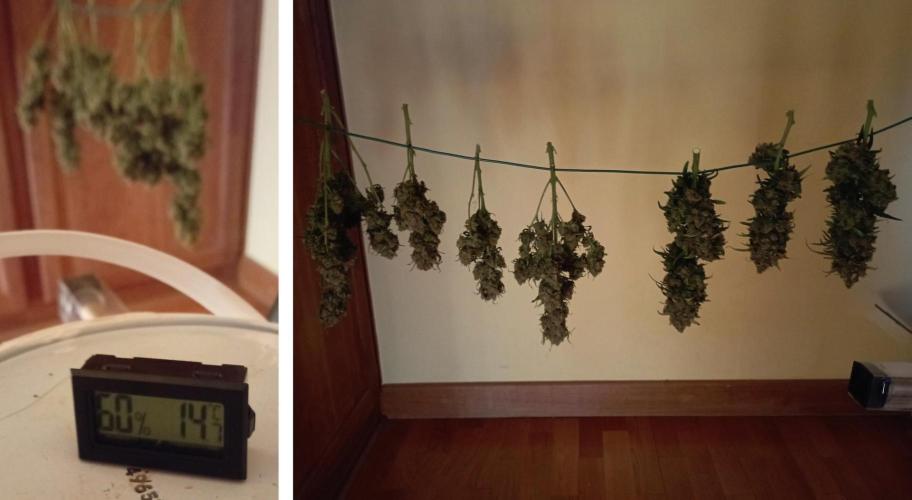 FB White Widow. Week 10 - chopping survivor girl