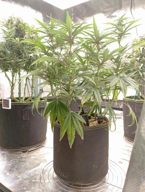 FB Banana Purple Punch. Week 7 - midweek