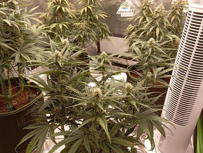 FB Banana Purple Punch. Week 7 - midweek