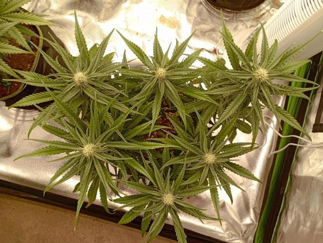 FB Banana Purple Punch. Week 7 - midweek