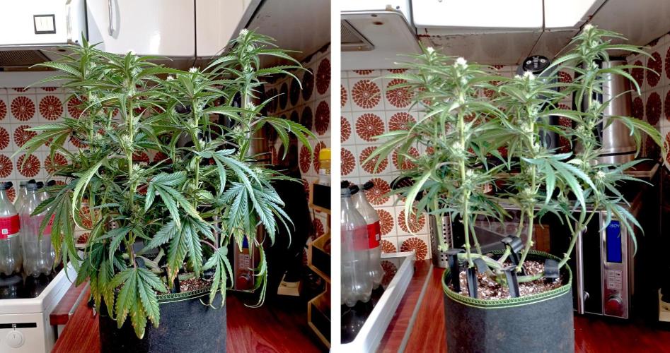 FB Banana Purple Punch. Week 7 - midweek