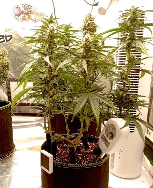 FB Banana Purple Punch. Week 8 - first days