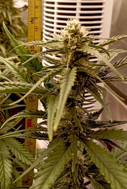 FB Banana Purple Punch. Week 8 - first days