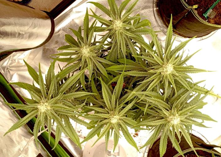 FB Banana Purple Punch. Week 8 - first days