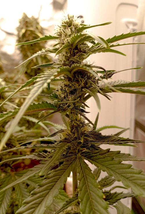 FB Banana Purple Punch. Week 8 - first days