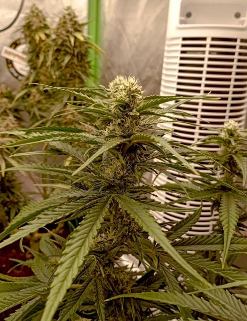 FB Banana Purple Punch. Week 8 - first days