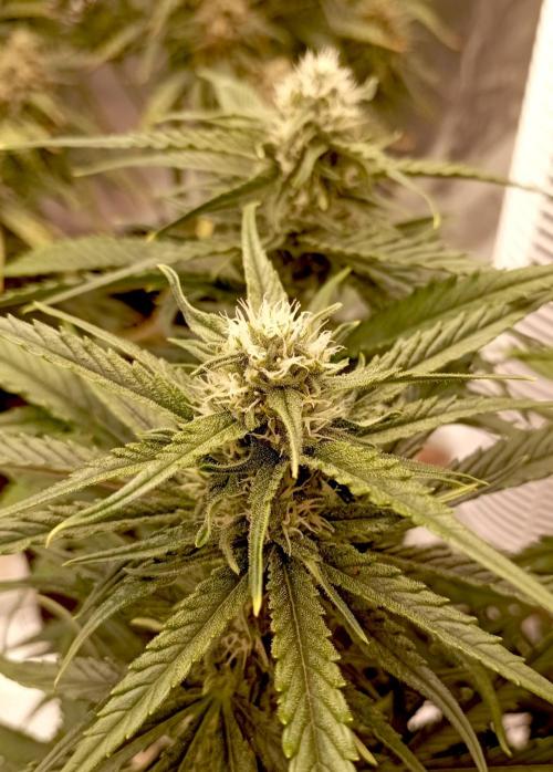 FB Banana Purple Punch. Week 8 - first days