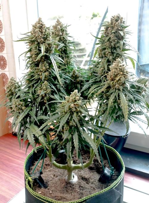 FB White Widow. Week 11 - first days