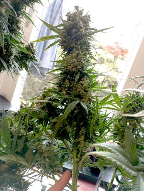 FB White Widow. Week 11 - first days