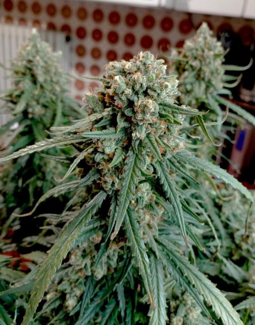 FB White Widow. Week 11 - first days