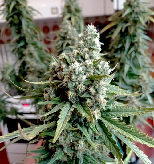 FB White Widow. Week 11 - first days