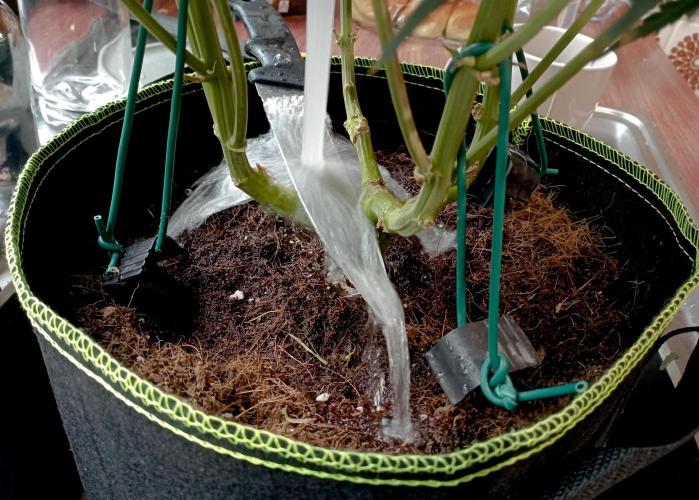 FB White Widow. Week 11 - first days