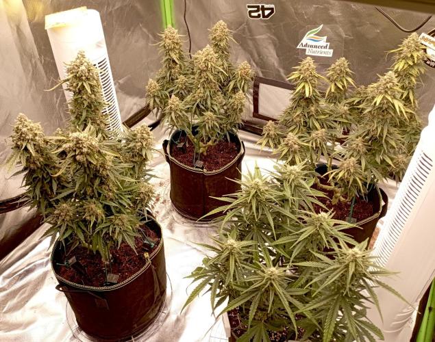 FB White Widow. Week 11 - first days