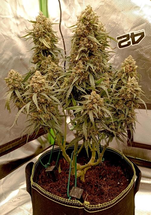 FB White Widow. Week 11 - first days