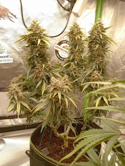 FB White Widow. Week 11 - first days