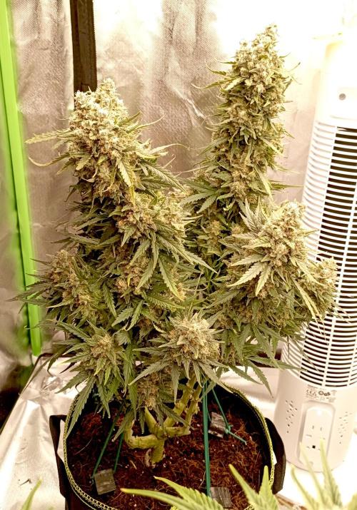 FB White Widow. Week 11 - first days