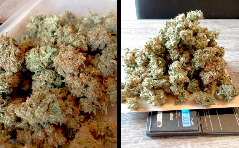 FB White Widow. Week 11 - Bonsaï Girl harvest