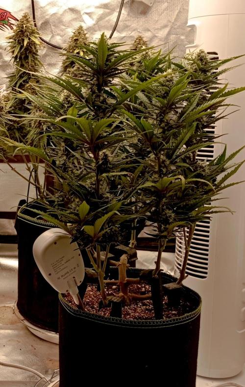 FB Banana Purple Punch. Week 8 - midweek