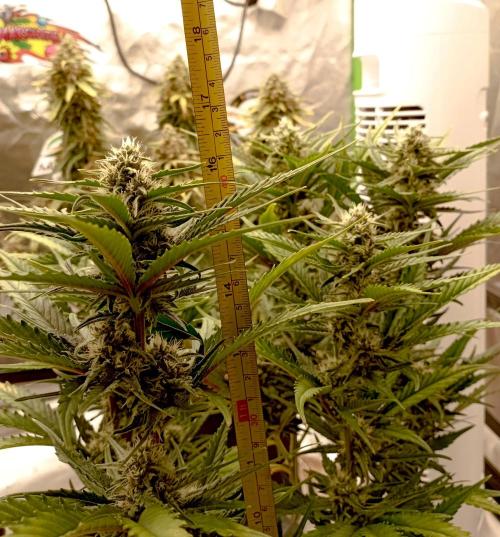 FB Banana Purple Punch. Week 8 - midweek