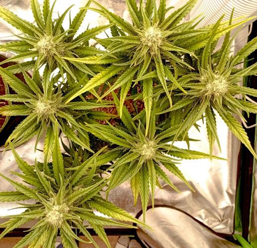 FB Banana Purple Punch. Week 8 - midweek