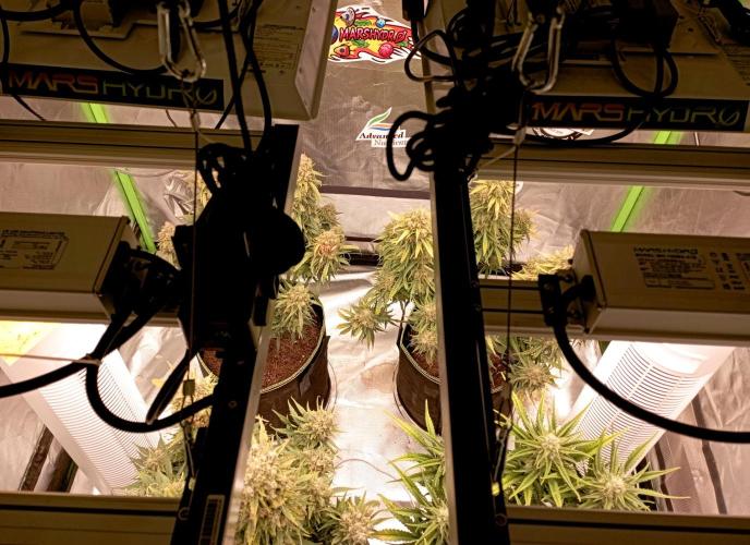 FB Banana Purple Punch. Week 8 - midweek