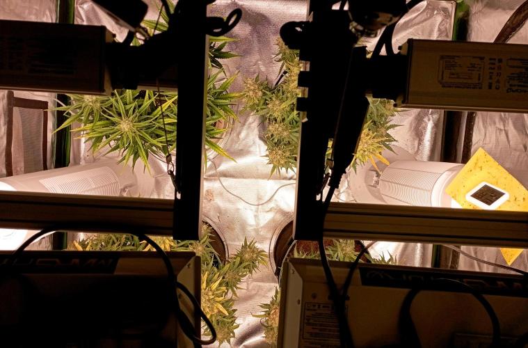 FB Banana Purple Punch. Week 8 - midweek