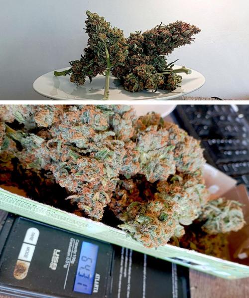 FB White Widow. Week 11 - survivor girl dry