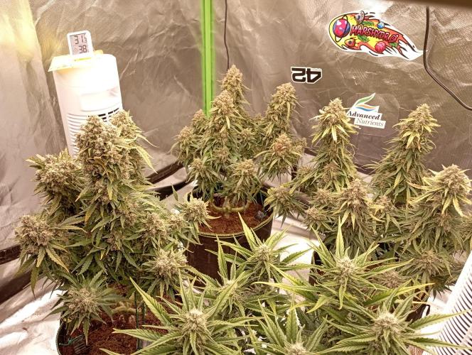 FB White Widow. Week 11 - midweek