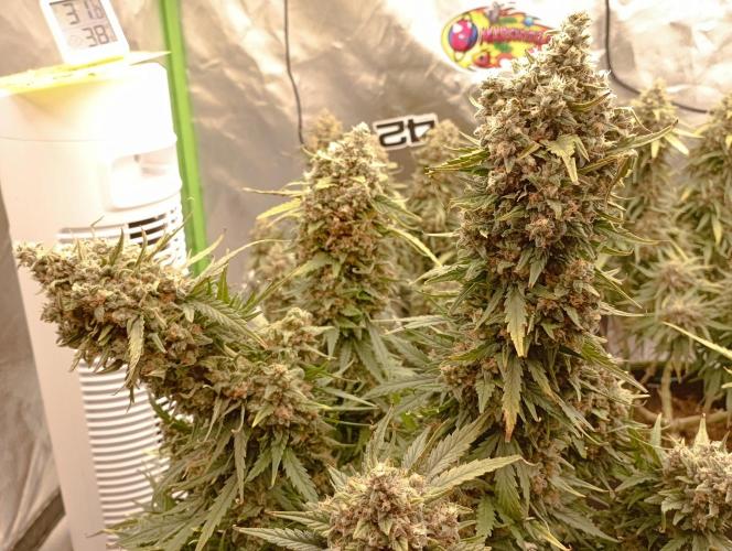 FB White Widow. Week 11 - midweek