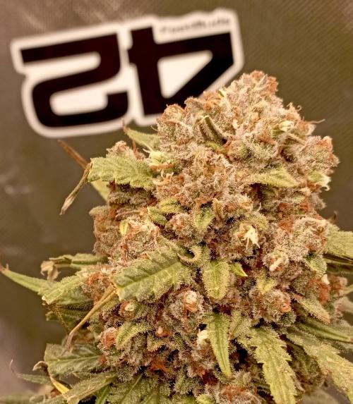 FB White Widow. Week 11 - midweek