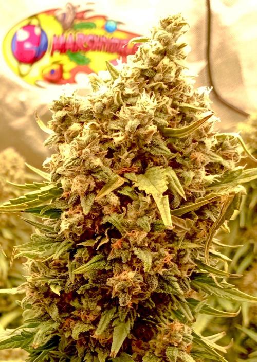 FB White Widow. Week 11 - midweek