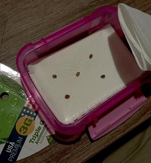 RQS Triple G. Week 0 - first day