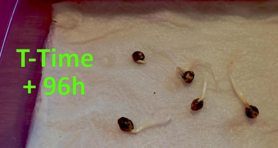 RQS Triple G. Week 0 - midweek