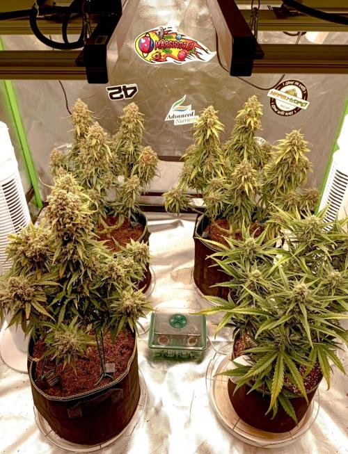 RQS Triple G. Week 0 - midweek