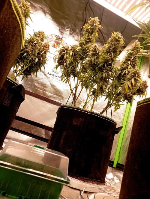 RQS Triple G. Week 0 - midweek