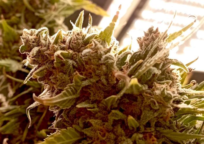 FB White Widow. Week 11 - midweek