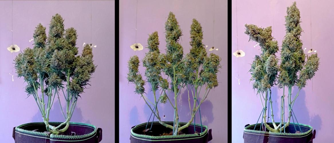 FB White Widow. Week 11 - weekend - big sis A/B/C