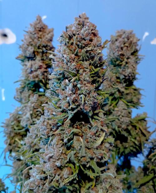 FB White Widow. Week 11 - weekend - big sis A