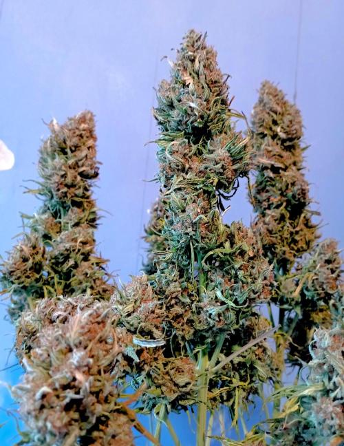 FB White Widow. Week 11 - weekend - big sis B