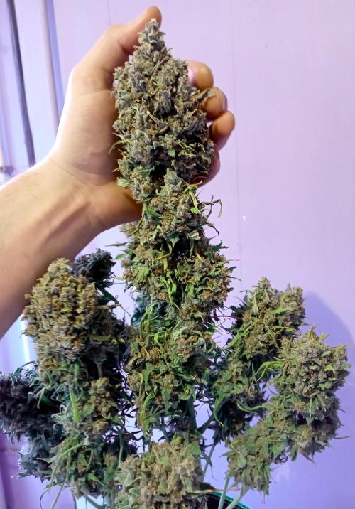 FB White Widow. Week 11 - weekend - big sis C