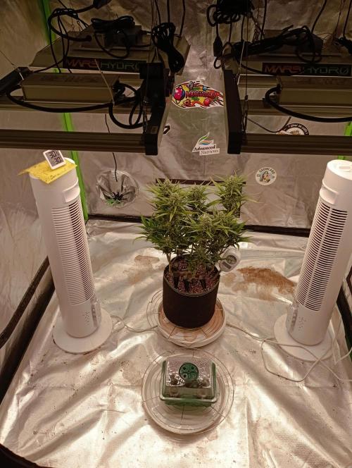 FB Banana Purple Punch. Week 9 - first days