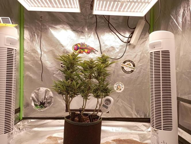 FB Banana Purple Punch. Week 9 - first days