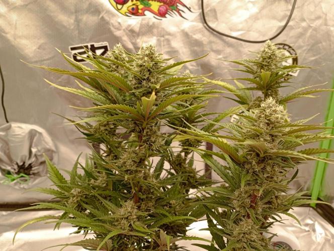 FB Banana Purple Punch. Week 9 - first days