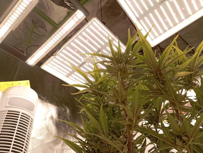 FB Banana Purple Punch. Week 9 - first days