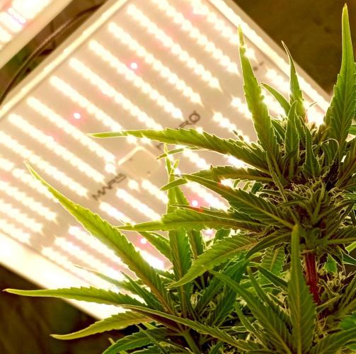 FB Banana Purple Punch. Week 9