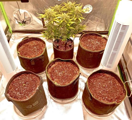 RQS Triple G. Week 1 - midweek