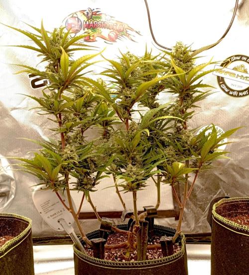 FB Banana Purple Punch. Week 9 - midweek